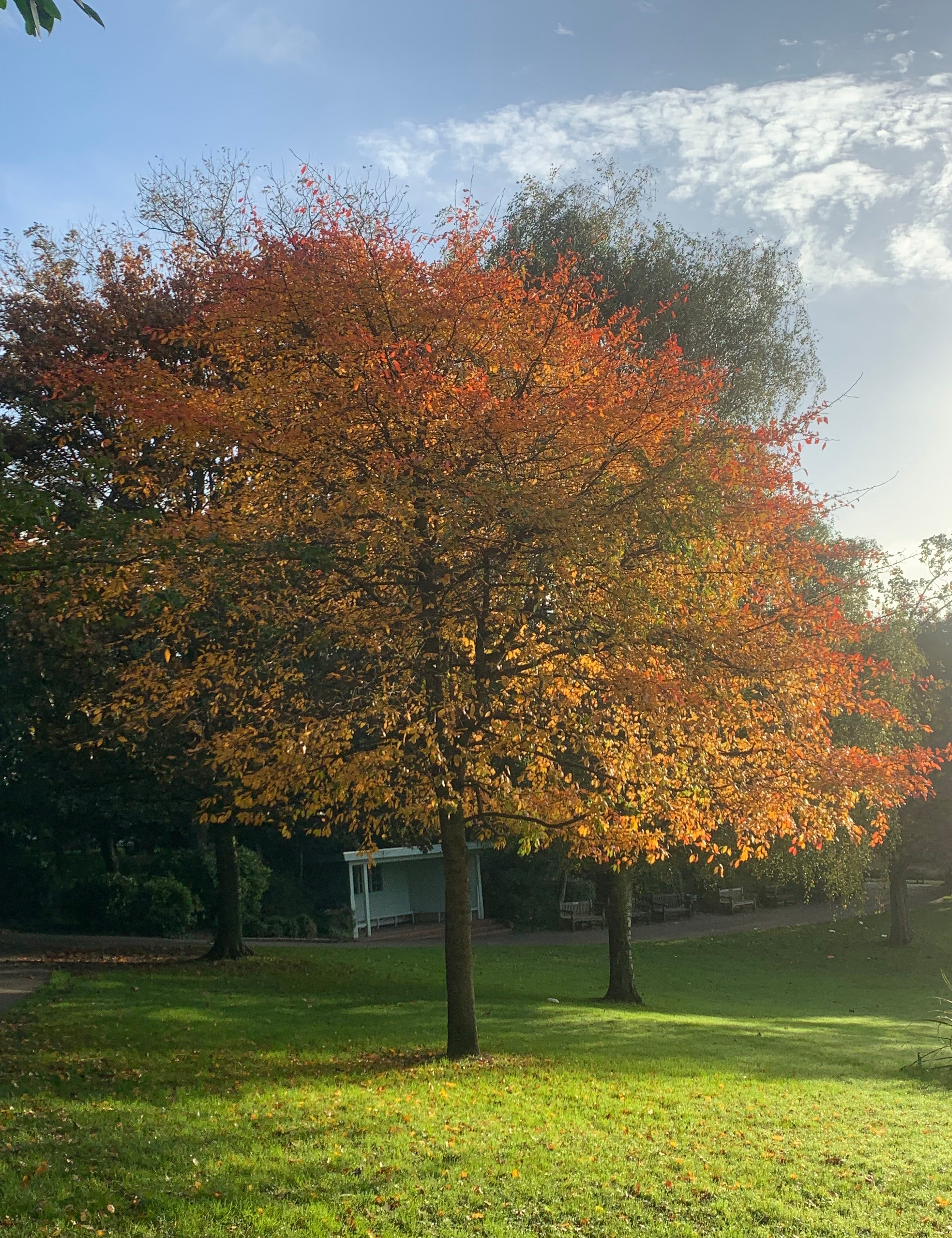 The Equinox: Embracing the Season of Change