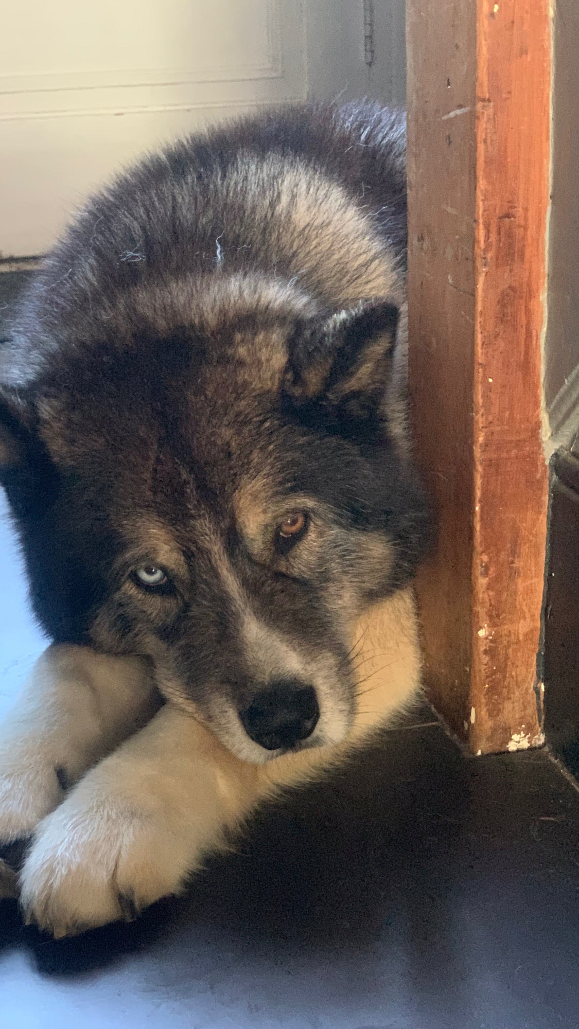 Odin a Siberian husky lying down