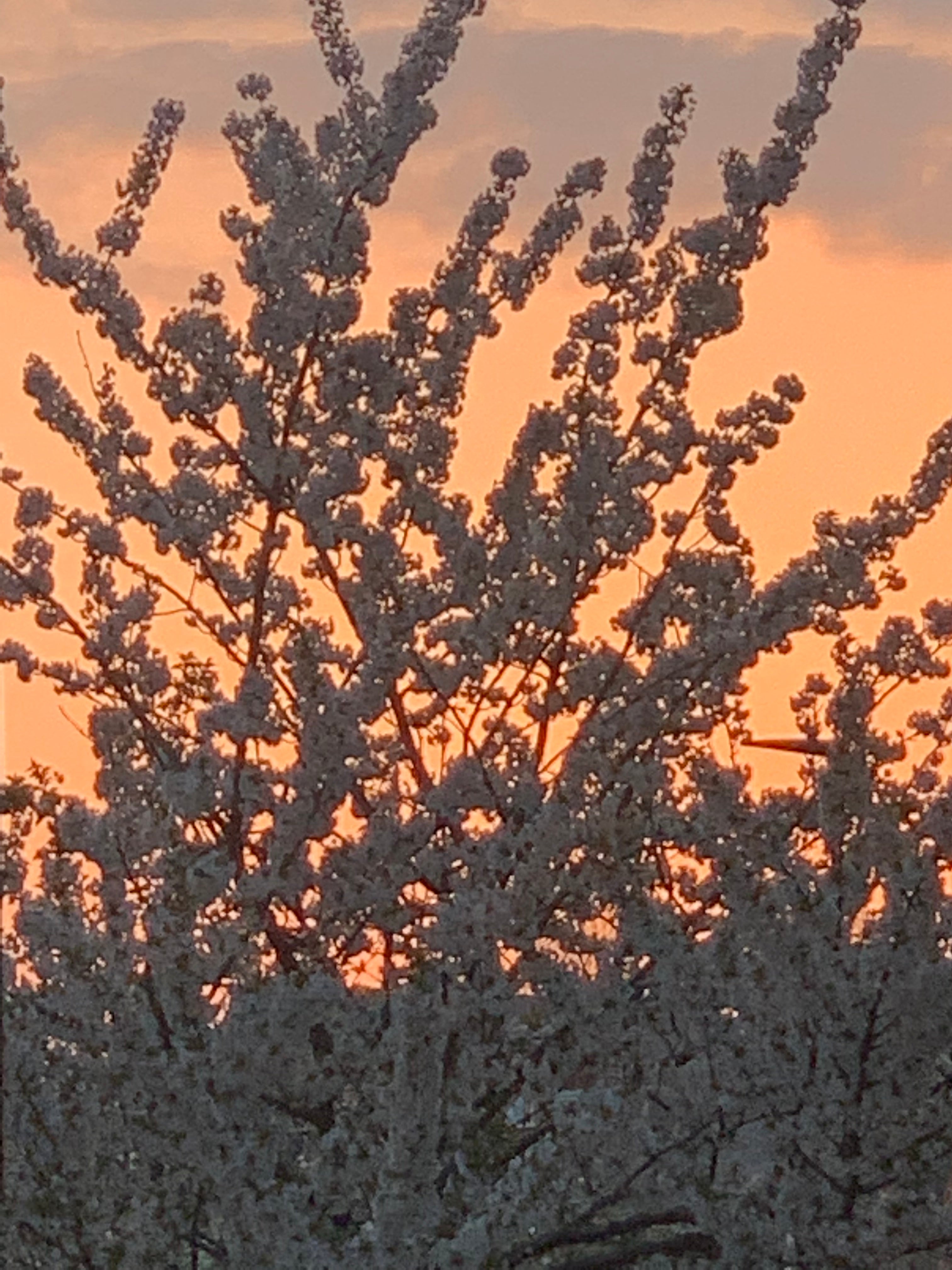 blossom in the sunset at crouch end