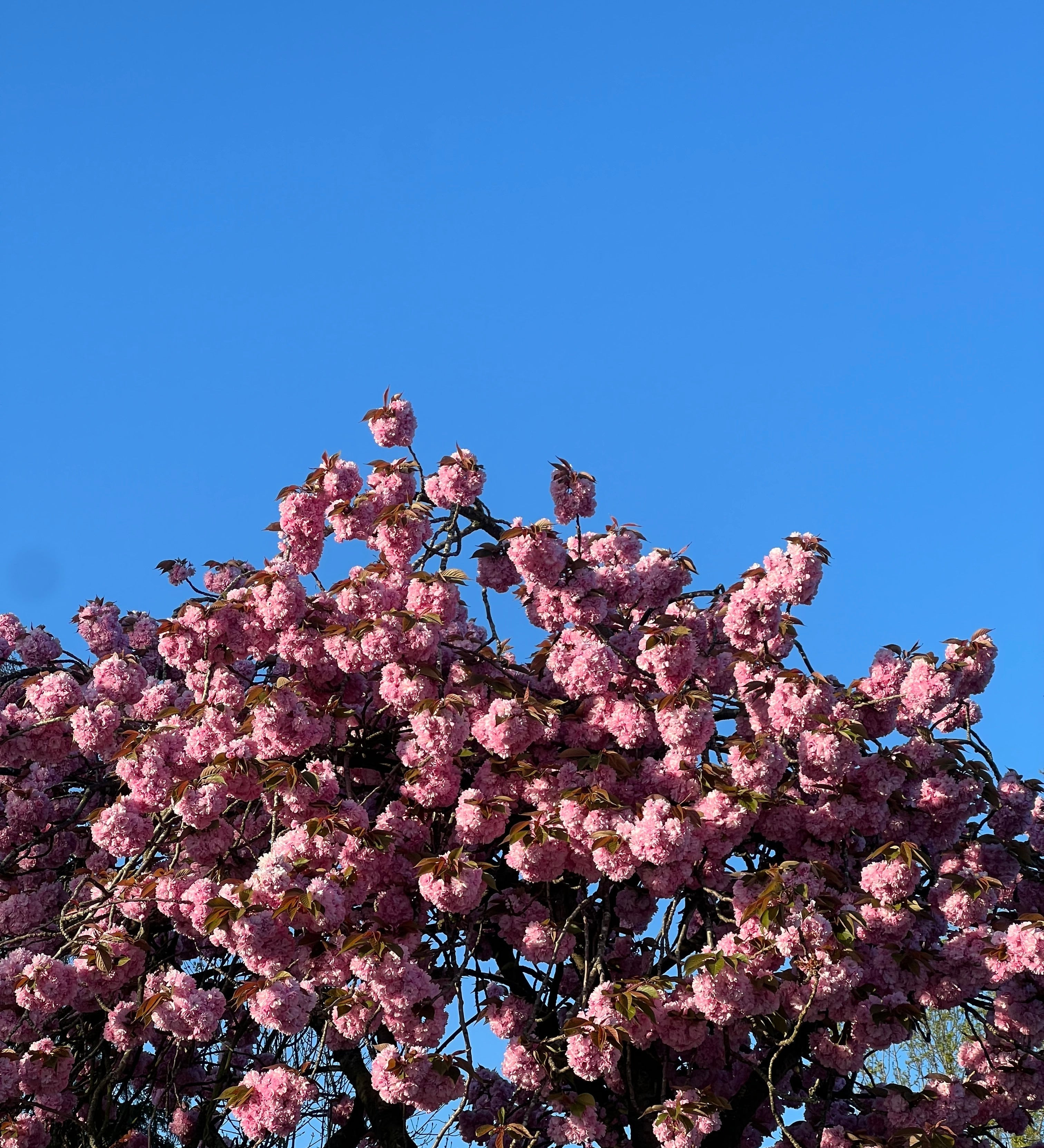 Blue sky with blossoms