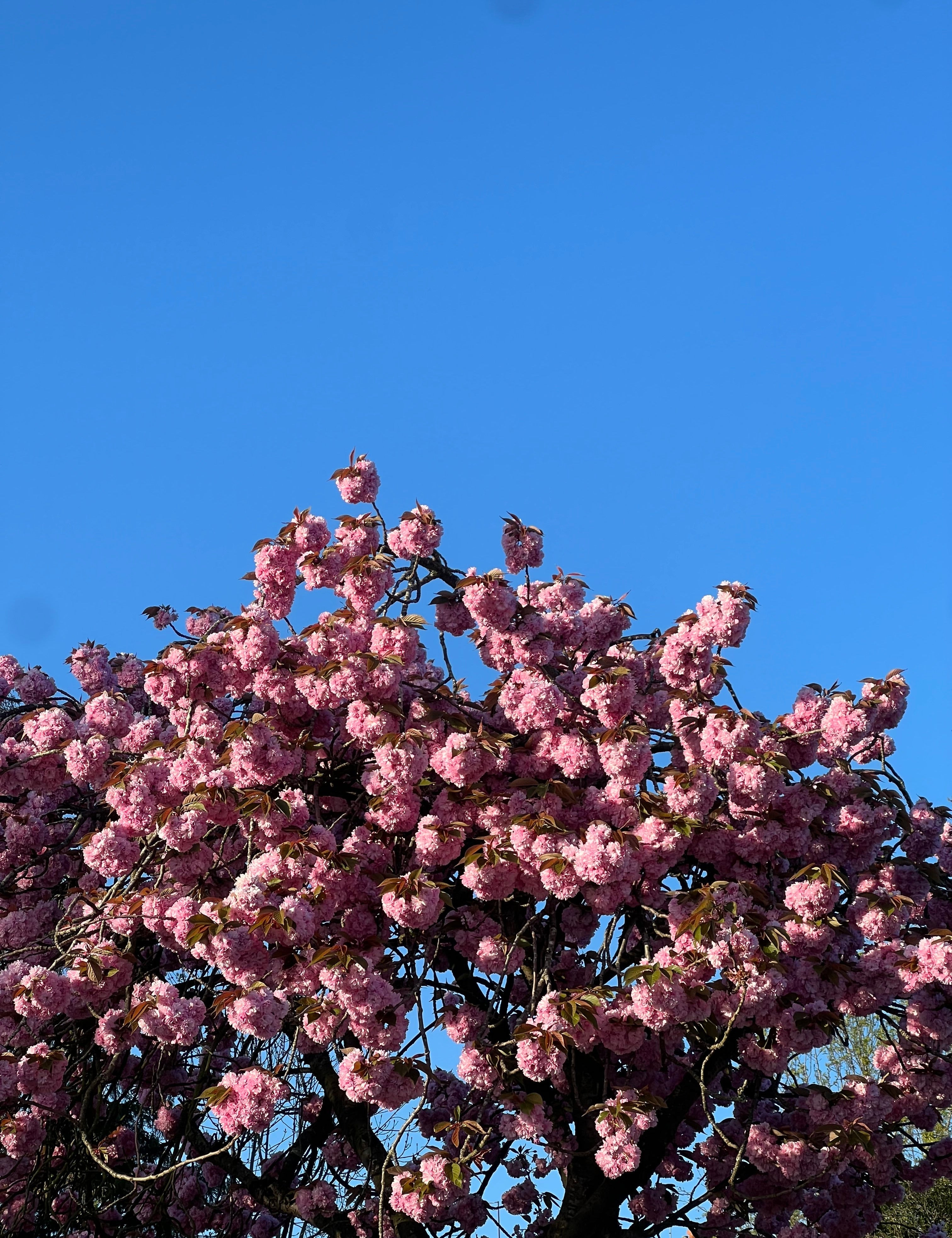 Blue sky with blossoms