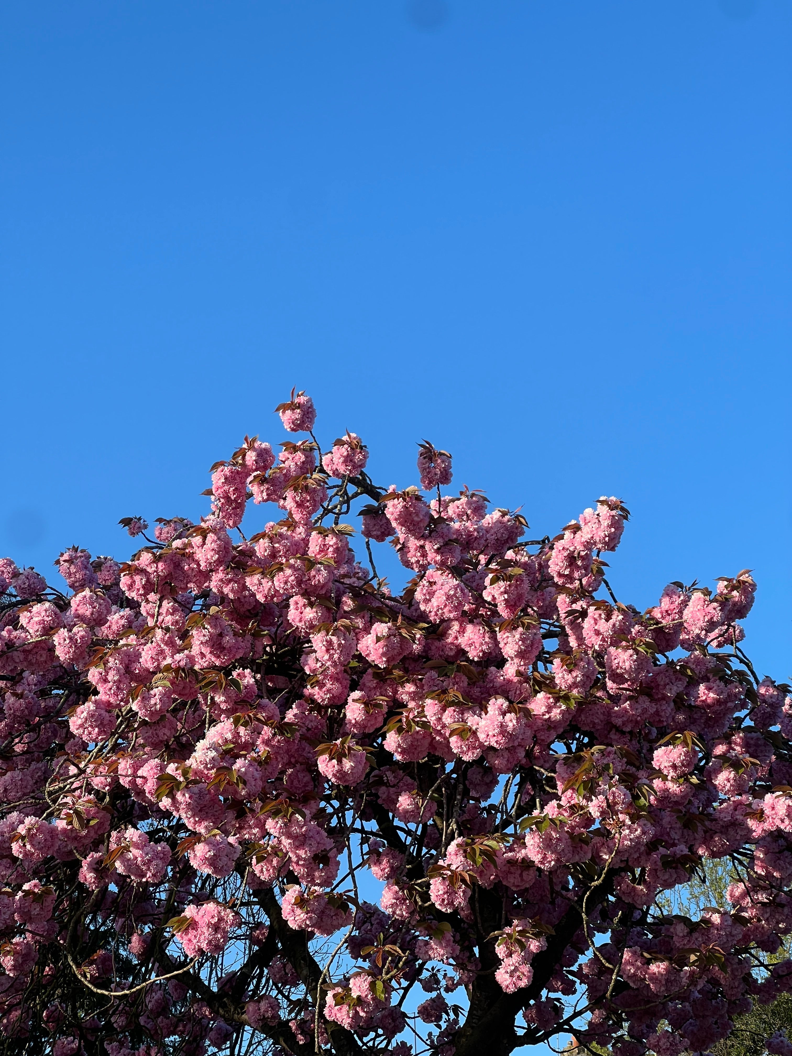 Blue sky with blossoms